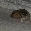 0ldpotato