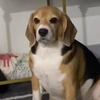 andresthebeagle