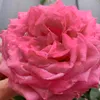 ngotram78