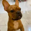 cola.nggl