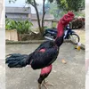 luongnhatanh94