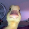 neccotheduck