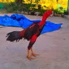 phongluong345
