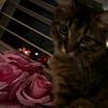 love.maoly
