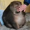 captainrat9812
