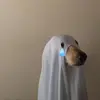 spooky.dogggo