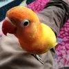jamilmil29