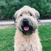 that.wheaten.riley