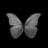 butterflyya105