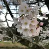 sakura___930