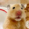 はむすたーASMR *Taya