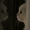 mochi_chimte