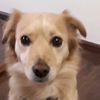 animals_mako