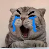straycat116688