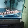 sebelasmodeaquatics