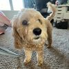 gretchen_claire
