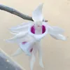 yenanh_041222