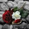 ommohamad26767