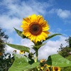 sunflowers_cupcakes