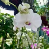namanhphat.com