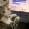 your.meow07