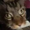 bri_120406