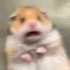 dzo.laamm25