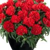user86109570