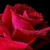 tirsit.getu