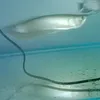 guppyandchannaandarowana