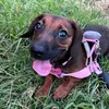 beautythedoxie