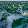 www.thanh.phuong
