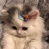 imasimpblep