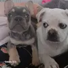 roxieminnieandfriends