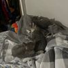 catplanets