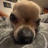 jacob_saabye707