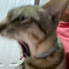 siomaiyani