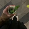 mimiflower0