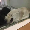 crywilliwq