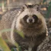 tantantanukinota