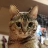 2178642510neko