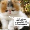 ucing66hawu