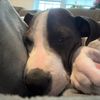 dailydoseofduke