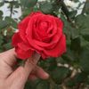 hamouda7_5_1992