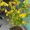 nguyenthanhduc2411