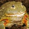 bull_frog96
