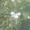 strewbeyri