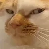 trongnhatnheo