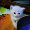 meong06q2