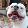 buldog_jerr